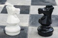 Black and white horse from big chess game Royalty Free Stock Photo