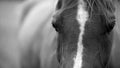 A black and white horse, close up photograph Royalty Free Stock Photo