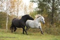 Black and white horse galloping