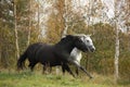 Black and white horse galloping