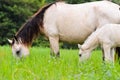 Black white Horse mare and foal in grass Royalty Free Stock Photo