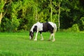 Black and white horse Royalty Free Stock Photo