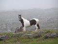 A black and white horse (piebald) on a misty Irish mountain.