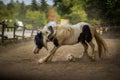 Black and white horse playing with a ball in a ranch under the sunlight with a blurry background Royalty Free Stock Photo