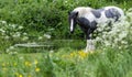 Black and white horse on the pond. Royalty Free Stock Photo