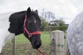 Black and white horse portrait wearing a red halter