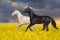 Black and white horse run in flowers