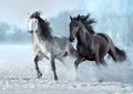 Black and white horse run gallop in snow Royalty Free Stock Photo