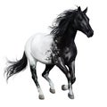 Black and white horse. Watercolor painting Royalty Free Stock Photo