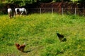 Black and white horses and chickens grazing in a field Royalty Free Stock Photo