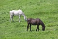 Black and white horses feeding grass Royalty Free Stock Photo