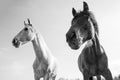 Black and White Horses Outdoors on a Bright Sunny Day Royalty Free Stock Photo