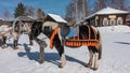 Black and white horses are tied to a rack on a snowy road.