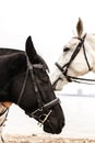 Black and white horses Royalty Free Stock Photo