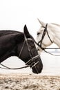 Black and white horses Royalty Free Stock Photo