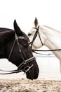 Black and white horses Royalty Free Stock Photo