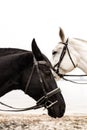 Black and white horses Royalty Free Stock Photo