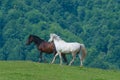 Black and white horses. Wild stallion run on Royalty Free Stock Photo