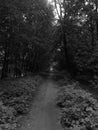 Black and white hotography of the pathway in the forest