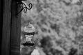 Black and white Humming bird feeder portrait Royalty Free Stock Photo