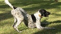 Black and white hunting dog in play position, front legs lying down and rear end in the air, ready to run, in a meadow Royalty Free Stock Photo