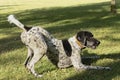 Black and white hunting dog in play position, front legs lying down and rear end in the air, ready to run, in a meadow Royalty Free Stock Photo