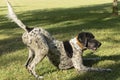 Black and white hunting dog in play position, front legs lying down and rear end in the air, ready to run, in a meadow Royalty Free Stock Photo