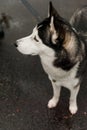 Black and white Husky breed dog looking to the side top view.