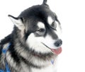 Black and white husky dog Royalty Free Stock Photo