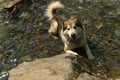 Black and white husky is enjoying, running, hugging in the water, dumb. Swimming husky