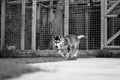 Black & White Husky Puppy