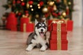 Black and white husky puppy in a Christmas tree is in Royalty Free Stock Photo