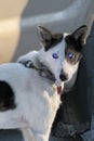 Husky staring with leash and collar