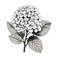 Black And White Hydrangea Flower Hand Vector Drawing