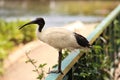 Black and white ibis bird sitting on a fence