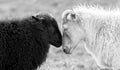 Black and white sheep on pasture