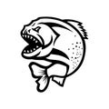 Angry Piranha Jumping Up Isolated Black and White Royalty Free Stock Photo