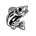 Barramundi Fish Jumping Up Retro Black and White Royalty Free Stock Photo