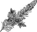 Black and white illustration of a beauty branch. Bumps on a branch