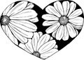 Black and white illustration of a bouquet of chamomiles in the heart. Everything is love