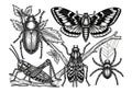 Black and white illustration depicting various insects and an Royalty Free Stock Photo