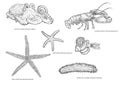 Black and white illustration of different species of meditarannean sea invertebrates