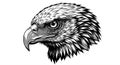 Black and white illustration of an eagle\'s head with detailed feathers and sharp Royalty Free Stock Photo