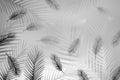 Black and white illustration with feathers Royalty Free Stock Photo
