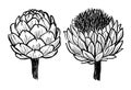 Ink hand drawn artichokes illustration Black and white graphics