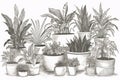 Black and white illustration of homemade various potted plants