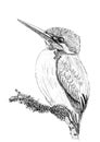 Black and white illustration of kingfisher in graphics