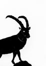 Black and white illustration of a mountain goat ibex in silhouette on a white background Royalty Free Stock Photo