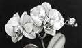 Black and white illustration of orchid flowers Royalty Free Stock Photo