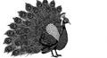Black and white illustration of a peacock with an elaborate, fully fanned tail. The